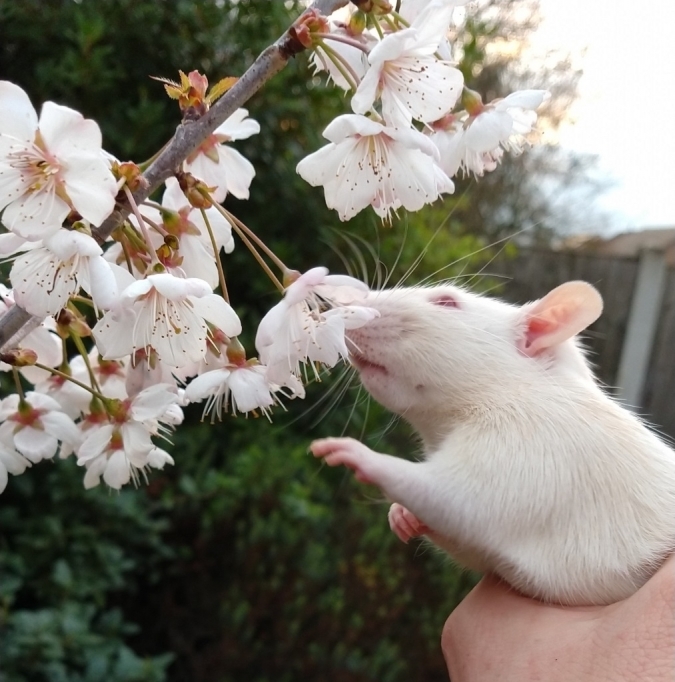 Ronnie sniffing blossom, Apr 2019.