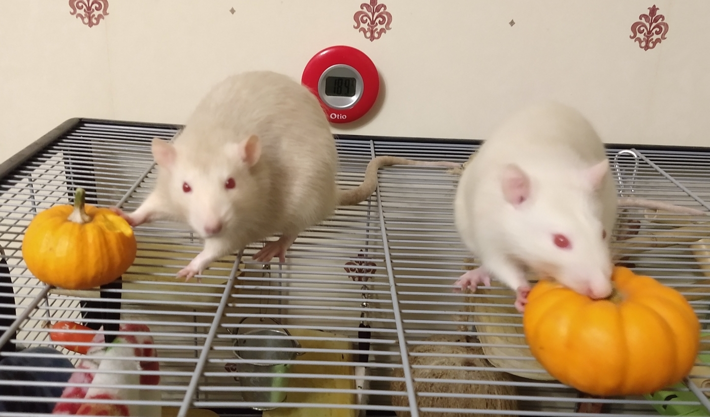 With their pumpkins, Oct 2019.